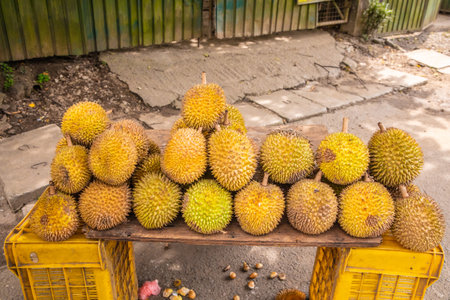 round ripe yellow durian fruits folded in pile on wooden counter for sale. Traditional fruit of Sri...
