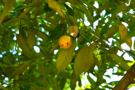 Nutmeg hanging on a Nutmeg Tree in Sri Lankas garden. green natural background
