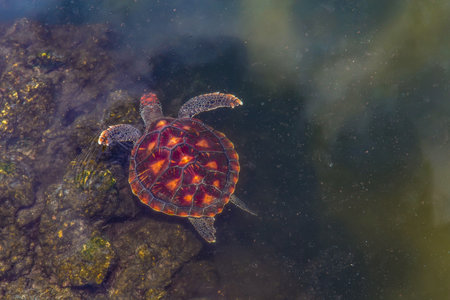 young sea turtles living on a farm in Africa protected while feeding on seaweed