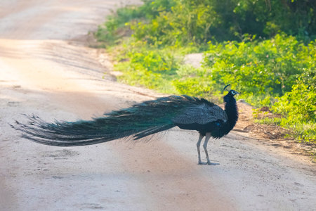 Portrait of beautiful peacock with feathers out in a natural environment for yourselfの写真素材