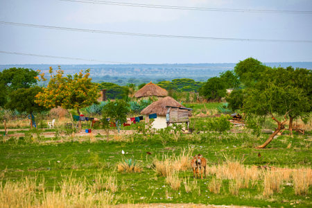 Arusha,Tanzania,Africa. 03.02. 2022. Traditional Masai village at Sunset time near Arusha. small round homemade houses covered with thatched roof. cattle are nearbyのeditorial素材