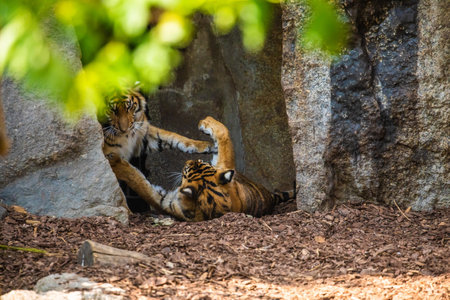 young cheerful tiger cubs frolic and play near the pond. bright sunny beautiful natural backgroundの写真素材