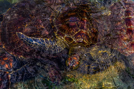 young sea turtles living on a farm in Africa protected while feeding on seaweedの写真素材