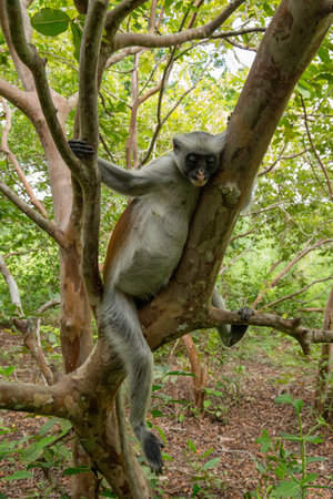 Zanzibar red colobus monkey sitting on tree and resting in forest, its natural habitat. Cute wild...