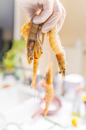 Cropped female hand with a rubber disposable glove holds several raw shrimps and puts them in a metal pan in the kitchenの写真素材