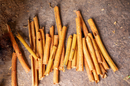 a pile of planned branches with the bark removed from a cinnamon tree Lauraceae in Ceylon