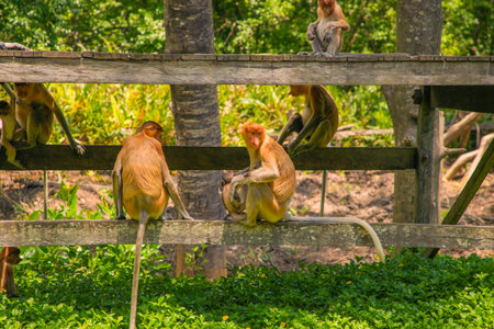 Proboscis Monkey Nasalis larvatus in mangrove in Borneo. Large red longnosed monkeys in the wild....