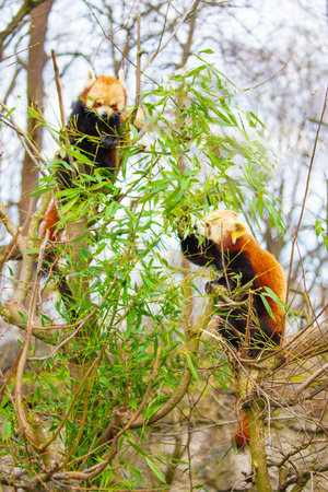 red panda Ailurus fulgens, lesser panda, is a small mammal. a cute small fluffy animal with bright...