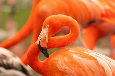 flock of bright pink flamingos stand in a beautiful green pond closeupの写真素材