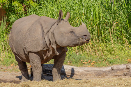 portrait of an adult rhinoceros on a sunny day in selective focus. rhinoceros eats grass.の写真素材