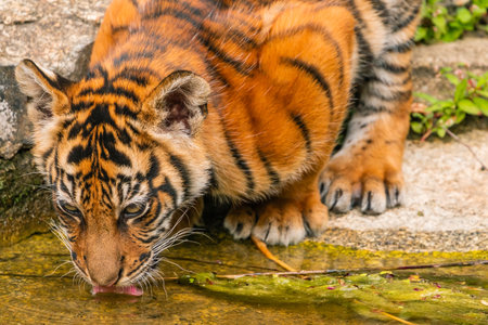 Sumatran tiger family with two little cubs.の写真素材