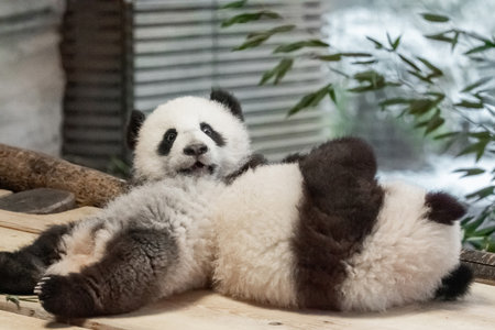 Two Baby Pandas, Ailuropoda melanoleuca, Cute six-month-old giant panda babies play together on a wooden platform.の写真素材