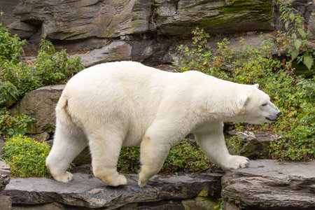 Large polar bear is walking on rocky surface, surrounded by vibrant greenery, showing its natural behavior in the wild.の写真素材