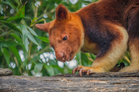 Goodfellow's Tree Kangaroo, dendrolagus goodfellowi buergersi, Adult closeup. portrait of very cute rare red animal. arboreal endemic of new guinea.の写真素材