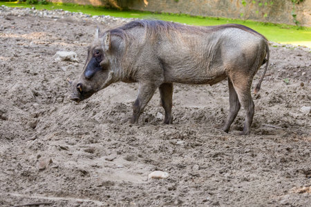 common warthog, standing. wild African boar with a long muzzle and small eyes.の写真素材