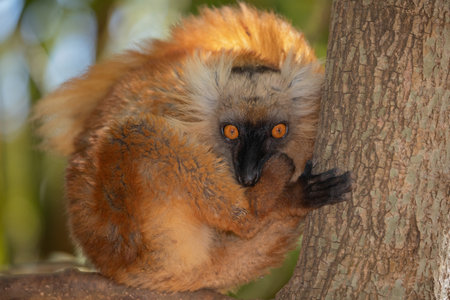 Maki in its natural habitat, in the forest of Madagascar. A small cute red fluffy animal sits on a...
