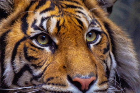 Close-up view of a majestic tiger, highlighting its vibrant fur patterns and piercing eyes,...