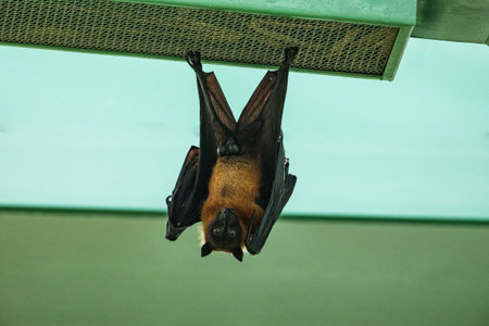 fruit bat hanging on tree in forest. Lyle's flying fox. a bat hangs upside down with its wings...