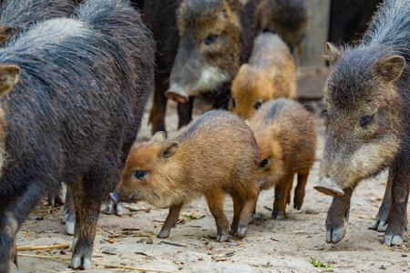 Group of wild animals is growing together in their natural habitat surrounded by greenery.
