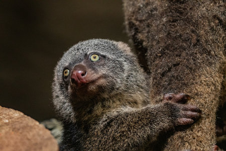 Phalanger Maculatus with baby on her back. cute little animal of dark color with long tail and...