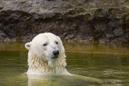 Polar bear is swimming gracefully in clear water, surrounded by rocky terrain, showcasing its natural habitat and serene environment.の写真素材