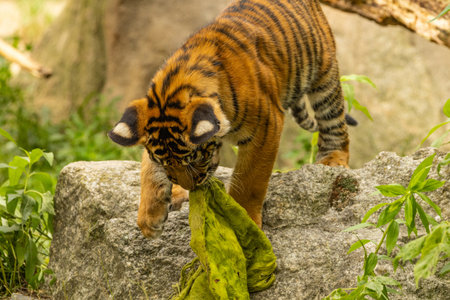 Tiger cubs playing with his mother, sumatra tiger Panthera tigris. small funny playful cubs and two adult tigers. Tiger familyの写真素材