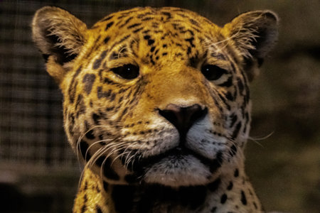 jaguar Close-up view of a majestic jaguar, showcasing its striking fur patterns and intense gaze,...