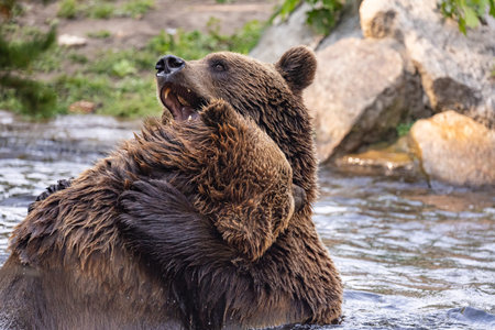 two brown bear, ursus arctos playing in the water. bears in the water, taking various poses with...