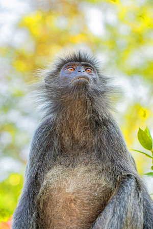 portrait of Tufted gray langur Semnopithecus priam, also known as Madras gray langur, and Coromandel...