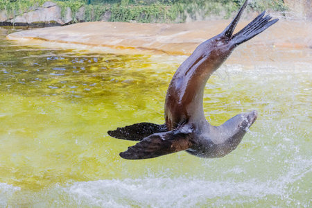 Sea lion is leaping gracefully above the water, creating a dynamic splash, showing agility and playfulness in a natural habitat.の写真素材