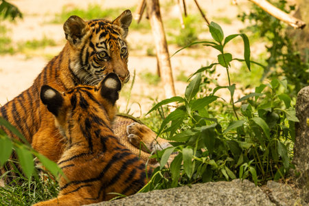 Tiger cubs playing with his mother,sumatra tiger Panthera tigris. small funny playful cubs and two...