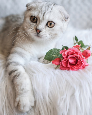 Cute Scottish Fold kitten with a pink rose on a white fluffy plaid.の写真素材