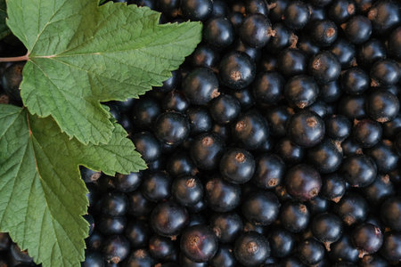 Fresh berries of black currant close-up. Background of black currant. many berriesの写真素材