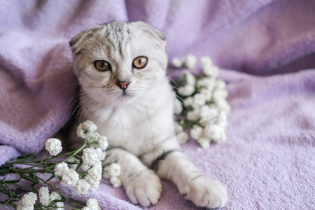 Cute Scottish Fold kitten with white flowers on a purple blanket. A small cat sits on a blanket and looks at the camera.の写真素材