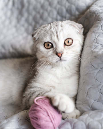 A cute tabby kitten sits with skeins of thread on the sofa. Cute scottish fold kitten and balls of yarnの写真素材