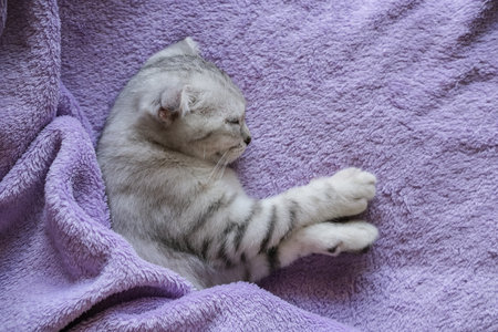 A cute Scottish fold kitten sleeps under a purple blanket. Cozy home lifestyleの写真素材
