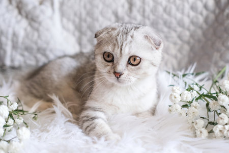 Cute scottish fold kitten and white flowers on a white plaid.の写真素材