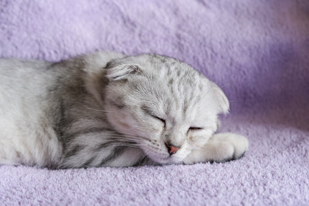 Cute scottish fold kitten sleeps on a purple blanket. Cozy home lifestyleの写真素材