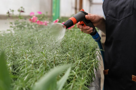 A young female gardener works in a large flower greenhouse. Watering from a water sprayer flowersの写真素材