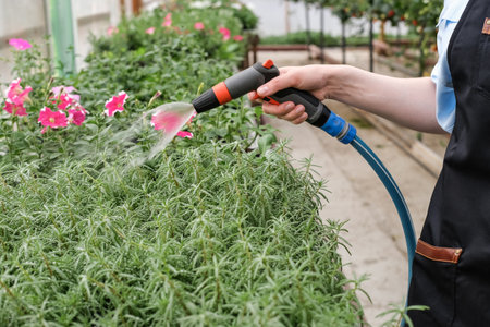 A young female gardener works in a large flower greenhouse. Watering from a water sprayer flowersの写真素材