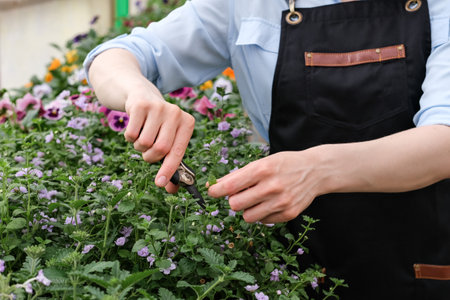 A young female gardener works in a large flower greenhouse. Young woman pruning plants in an industrial greenhouse.の写真素材