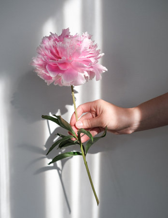 Delicate pink peony in a female hand on a light background in the sunの写真素材