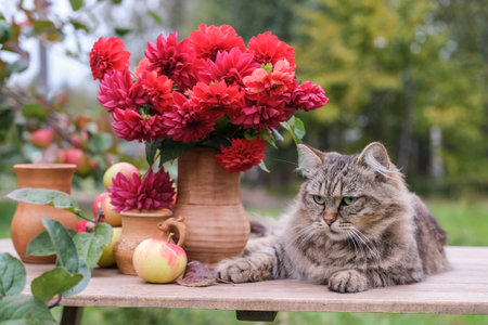 A striped fluffy cat sits on a table next to apples and a vase with autumn flowers in the garden. autumn still lifeの写真素材
