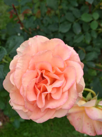 Beautiful purple roses and dark green leavesの写真素材