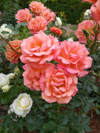 Beautiful pink and white rosesの写真素材