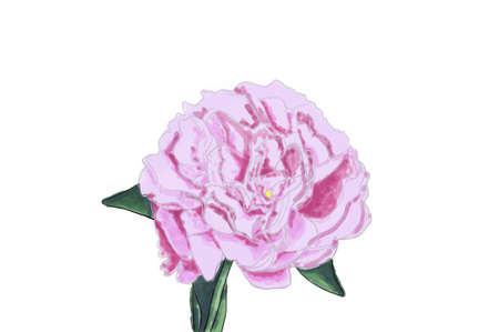 A beautiful delicate pink peony flower is drawn on a graphics tablet. The drawing can be used for printing on postcards, bags, mugs, etc.の写真素材