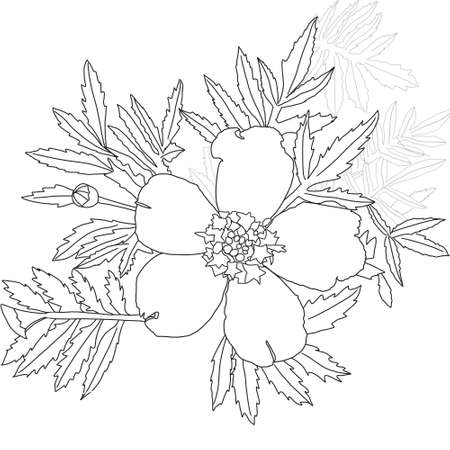Linear art of a beautiful flower with leaves. Black and white botanical illustration.の写真素材