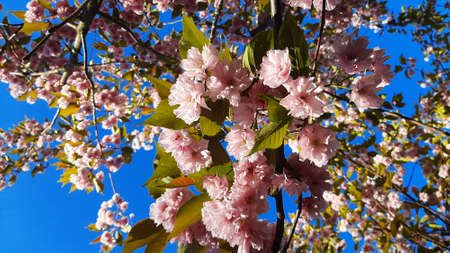 Beautiful cherry blossom sakura with green leafs in spring time over blue sky.の写真素材