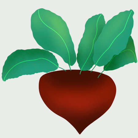 Beet. Isolated vegetables on white background