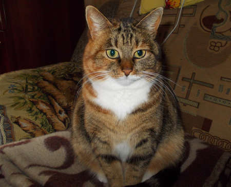 red catの写真素材